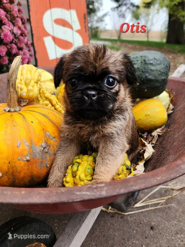 Otis – Brussels Griffon puppy for sale in Badger, IA