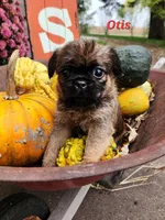 Otis, a male Brussels Griffon for sale in Badger, IA – 1 of 3