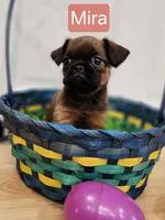 Mira, a female Brussels Griffon for sale in Badger, IA – Photo 3 of 3