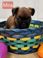 Mira, a female Brussels Griffon for sale in Badger, IA – Photo 2 of 3