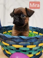 Mira, a female Brussels Griffon for sale in Badger, IA – Photo 1 of 3