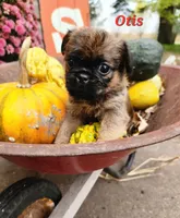 Otis, a male Brussels Griffon for sale in Badger, IA – 3 of 3
