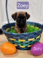 Zoey, a female Brussels Griffon for sale in Badger, IA – Photo 1 of 3