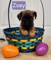 Zoey, a female Brussels Griffon for sale in Badger, IA – Photo 3 of 3