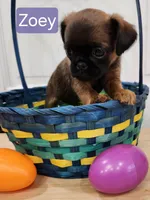 Zoey, a female Brussels Griffon for sale in Badger, IA – Photo 2 of 3