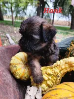 Hank, a male Brussels Griffon for sale in Badger, IA – 3 of 3