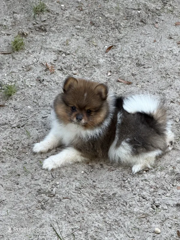 Pinzo  – Pomeranian puppy for sale in Lake City, FL