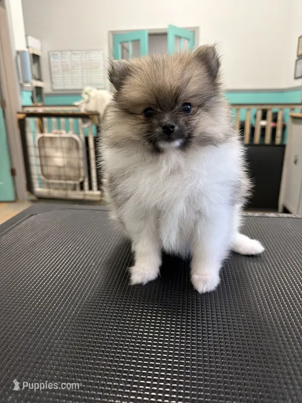 Mezi CKC – Pomeranian puppy for sale in Lake City, FL