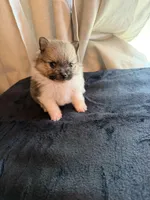 Mezi CKC, a female Pomeranian for sale in Lake City, FL – Photo 8 of 8