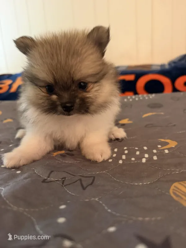 Mezi CKC – Pomeranian puppy for sale in Lake City, FL