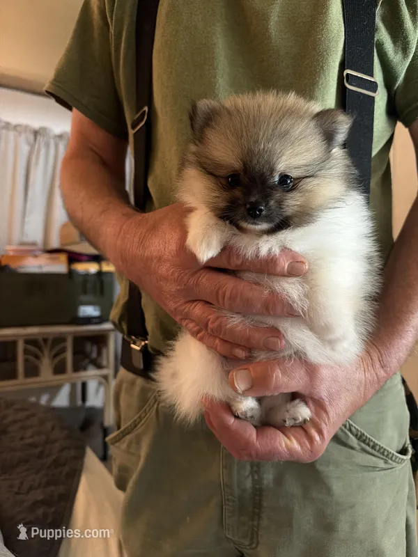 Mezi CKC – Pomeranian puppy for sale in Lake City, FL
