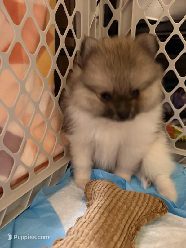 Mezi CKC – Pomeranian puppy for sale in Lake City, FL