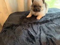 Mezi CKC, a female Pomeranian for sale in Lake City, FL – Photo 6 of 8