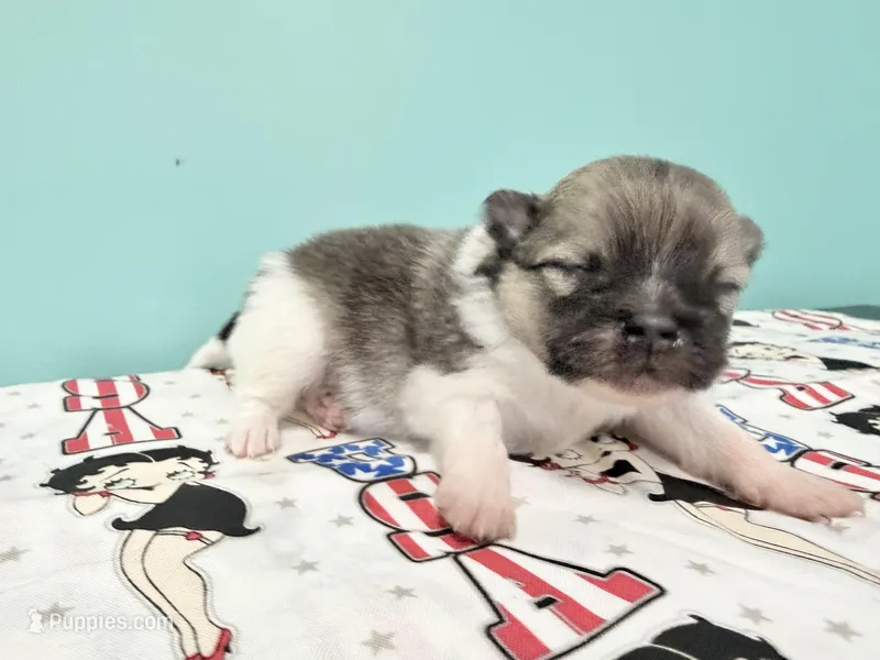 Tri female CKC – Pomeranian puppy for sale in Lake City, FL