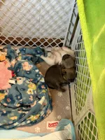 Mezi CKC, a female Pomeranian for sale in Lake City, FL – Photo 4 of 8