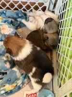 Mezi CKC, a female Pomeranian for sale in Lake City, FL – Photo 2 of 8