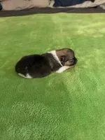 Tri female CKC, a male Pomeranian for sale in Lake City, FL – Photo 3 of 3