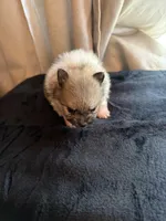 Mezi CKC, a female Pomeranian for sale in Lake City, FL – Photo 7 of 8