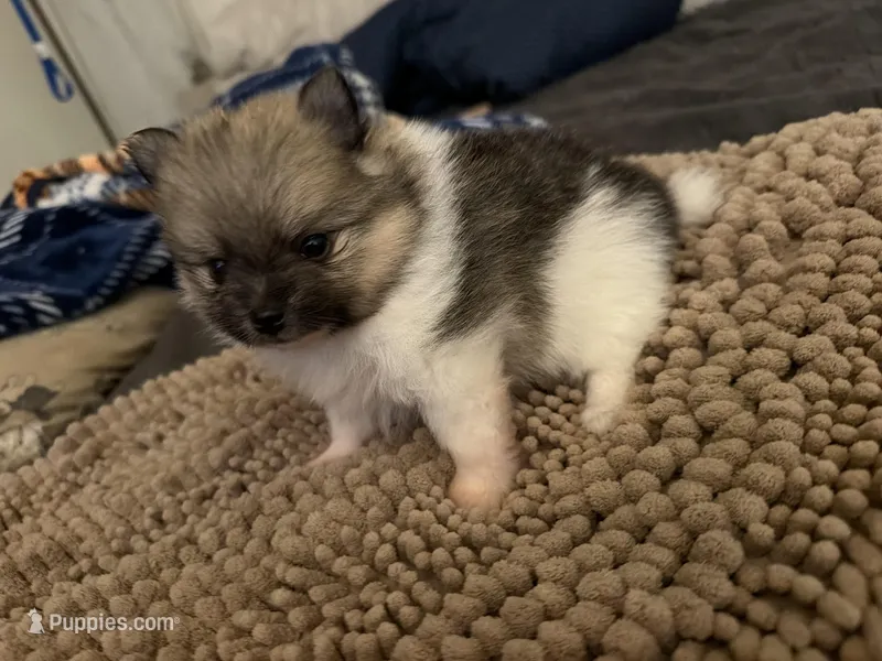 Mezi CKC – Pomeranian puppy for sale in Lake City, FL