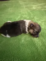 Tri female CKC, a male Pomeranian for sale in Lake City, FL – Photo 2 of 3