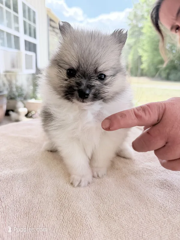 Mezi CKC – Pomeranian puppy for sale in Lake City, FL
