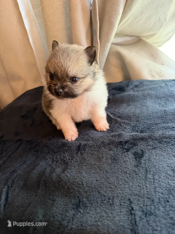 Tri female CKC – Pomeranian puppy for sale in Lake City, FL