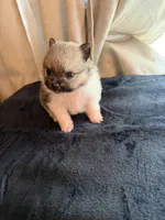 Mezi CKC, a female Pomeranian for sale in Lake City, FL – Photo 1 of 8