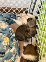 Mezi CKC, a female Pomeranian for sale in Lake City, FL – Photo 3 of 8