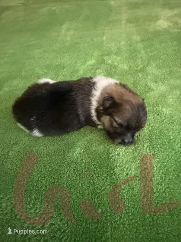 Tri female CKC – Pomeranian puppy for sale in Lake City, FL