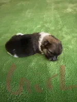 Tri female CKC, a male Pomeranian for sale in Lake City, FL – Photo 1 of 3