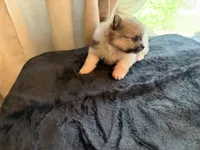 Mezi CKC, a female Pomeranian for sale in Lake City, FL – Photo 5 of 8