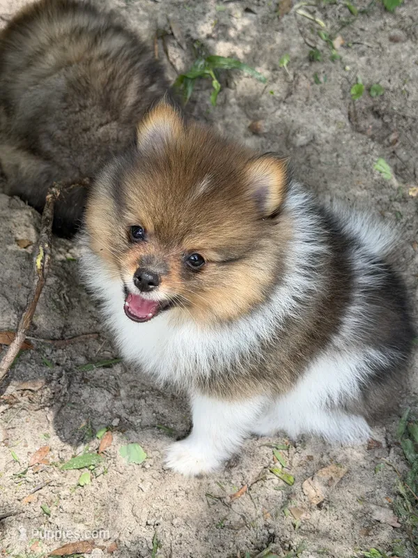 Pinzo  – Pomeranian puppy for sale in Lake City, FL