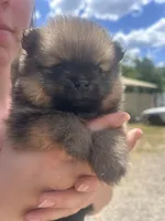 Cricket , a male Pomeranian for sale in Lake City, FL – Photo 2 of 3