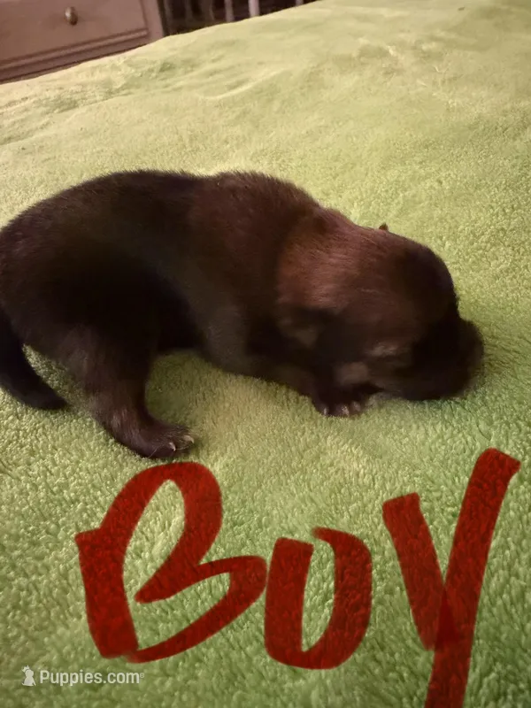 Brown boy CKC – Pomeranian puppy for sale in Lake City, FL