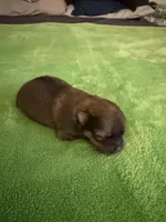 Brown boy CKC, a male Pomeranian for sale in Lake City, FL – Photo 2 of 2