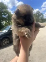 Cricket , a male Pomeranian for sale in Lake City, FL – Photo 3 of 3