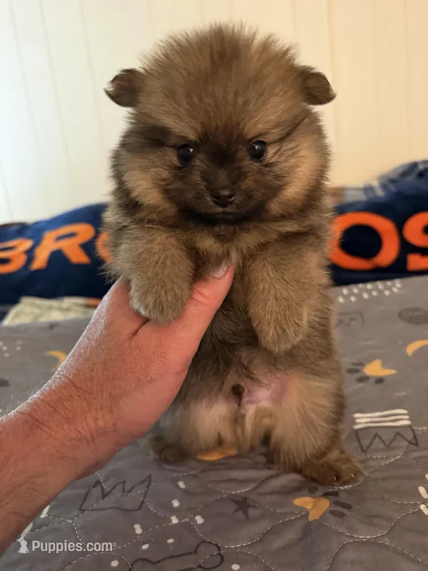 Cricket  – Pomeranian puppy for sale in Lake City, FL