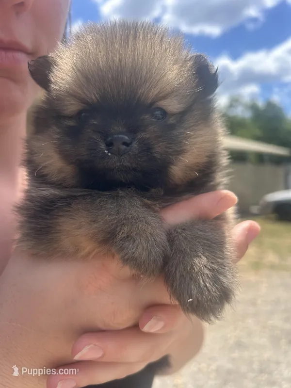 Cricket  – Pomeranian puppy for sale in Lake City, FL