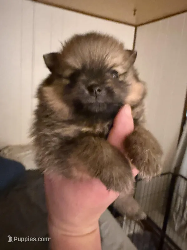 Brown boy CKC – Pomeranian puppy for sale in Lake City, FL