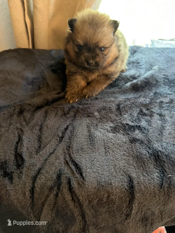 Brown boy CKC – Pomeranian puppy for sale in Lake City, FL