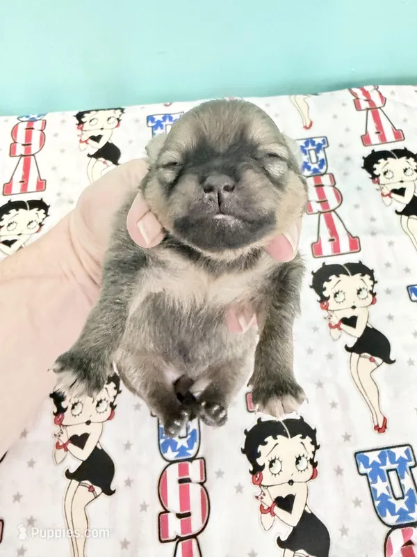 Brown boy CKC – Pomeranian puppy for sale in Lake City, FL