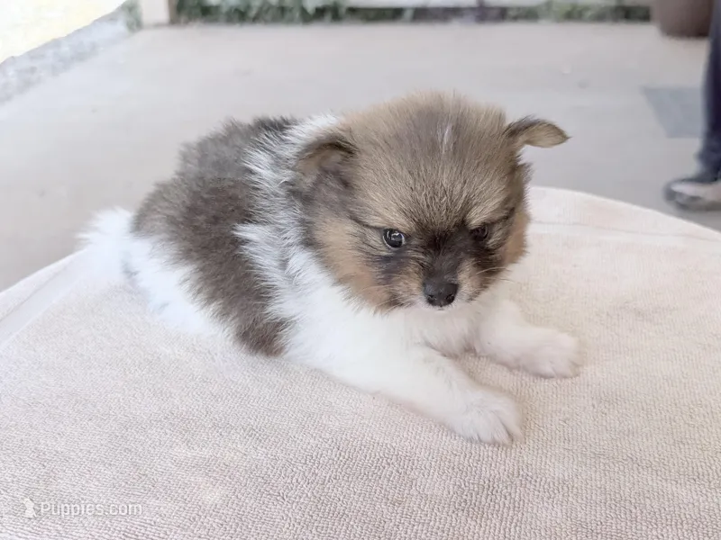 Pinzo  – Pomeranian puppy for sale in Lake City, FL