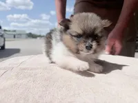 Pinzo , a male Pomeranian for sale in Lake City, FL – Photo 3 of 4