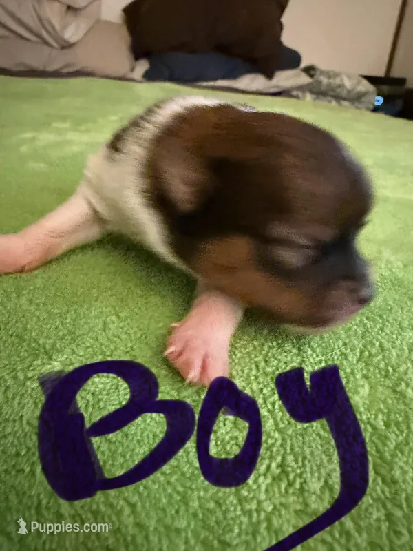 Tri male CKC – Pomeranian puppy for sale in Lake City, FL
