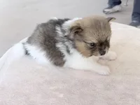 Pinzo , a male Pomeranian for sale in Lake City, FL – Photo 4 of 4