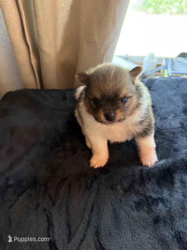 Tri male CKC – Pomeranian puppy for sale in Lake City, FL
