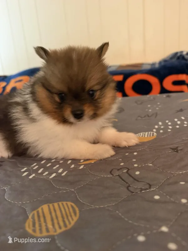Pinzo  – Pomeranian puppy for sale in Lake City, FL
