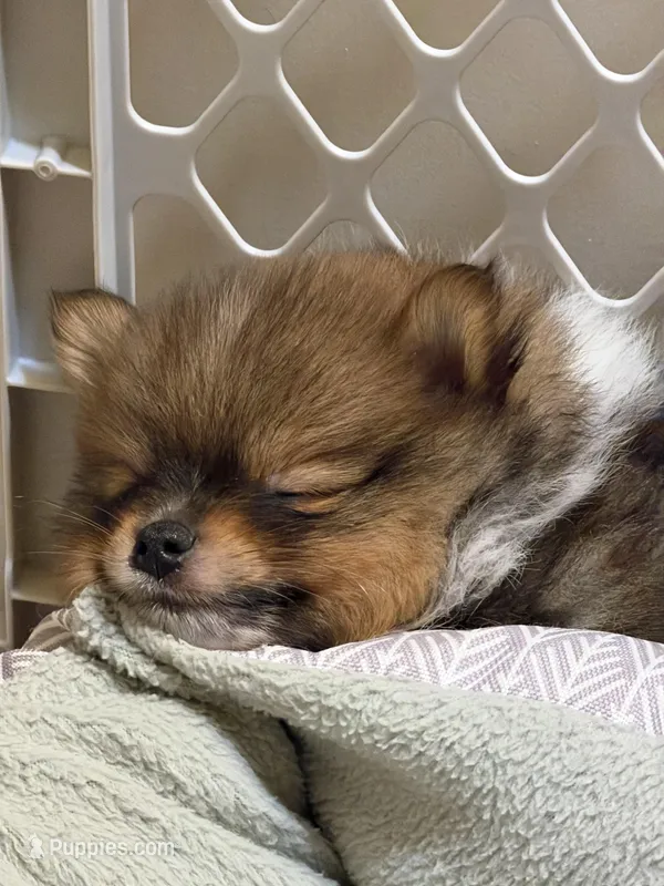 Pinzo  – Pomeranian puppy for sale in Lake City, FL