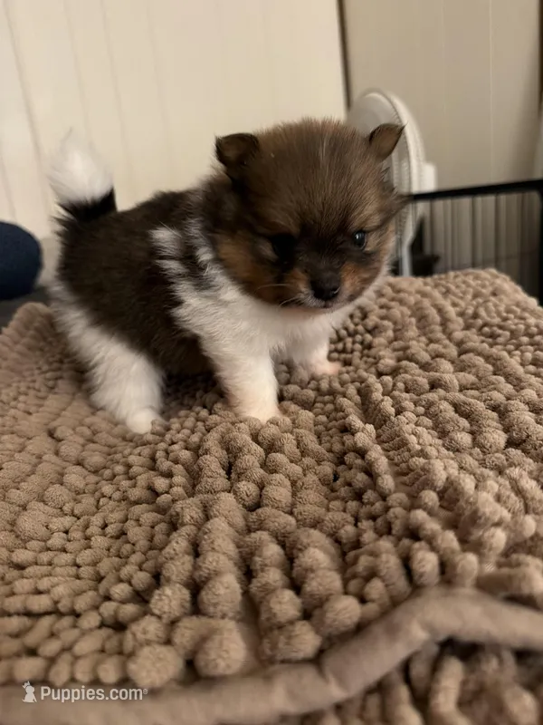 Tri male CKC – Pomeranian puppy for sale in Lake City, FL