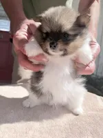 Pinzo , a male Pomeranian for sale in Lake City, FL – Photo 2 of 4